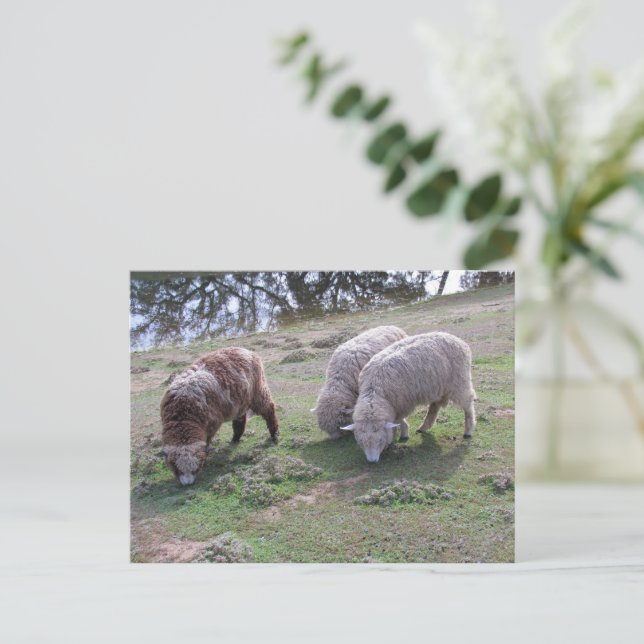Postcard - Three Sheep (Standing Front)