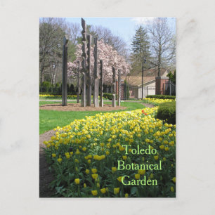 postcard/TOLEDO BOTANICAL GARDEN/YELLOW TULIPS Postcard