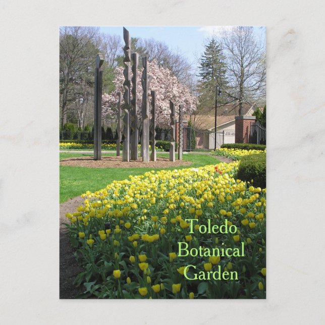 postcard/TOLEDO BOTANICAL GARDEN/YELLOW TULIPS Postcard (Front)