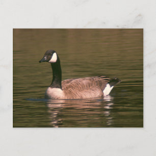 Postcard - Tranquil Goose