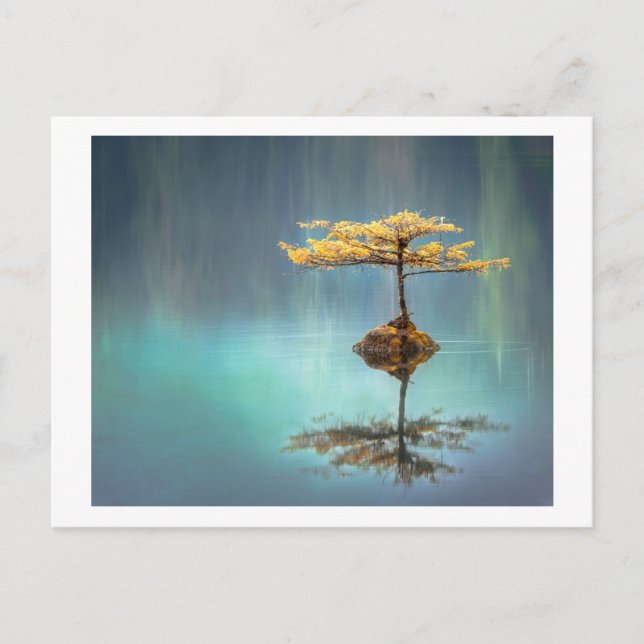 POSTCARD : TREE ON AN ISLAND (Front)