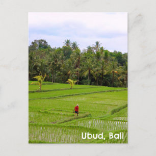 Postcard Ubud Bali Indonesia rice paddies fields