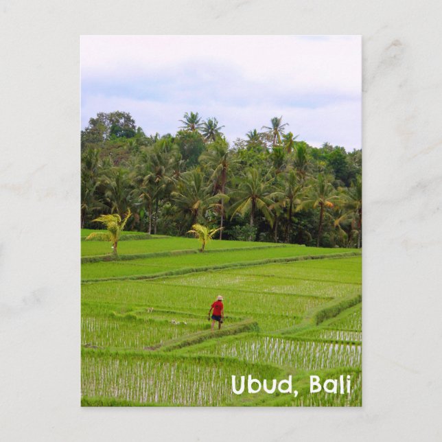 Postcard Ubud Bali Indonesia rice paddies fields (Front)