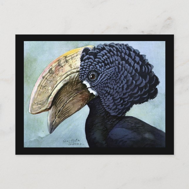 Postcard-Vintage Chicago Art-Abyssinian Birds 16 Postcard (Front)