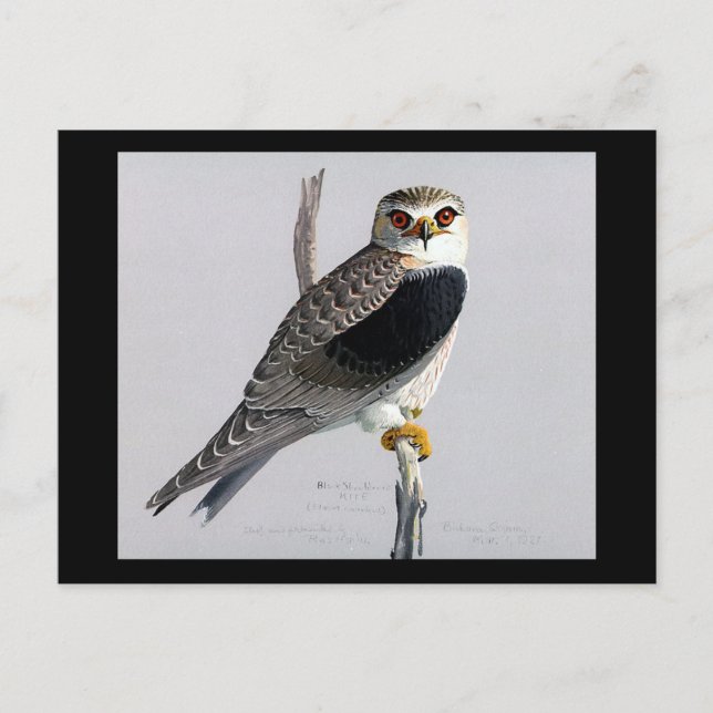 Postcard-Vintage Chicago Art-Abyssinian Birds 17 Postcard (Front)