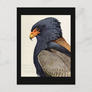 Postcard-Vintage Chicago Art-Abyssinian Birds 18 Postcard