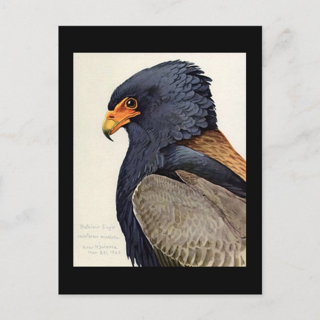 Postcard-Vintage Chicago Art-Abyssinian Birds 18 Postcard (Front)