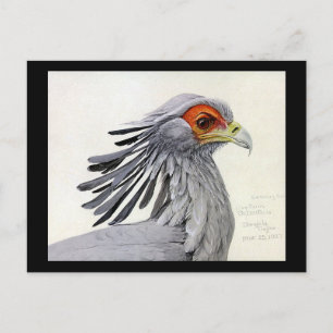 Postcard-Vintage Chicago Art-Abyssinian Birds 19 Postcard