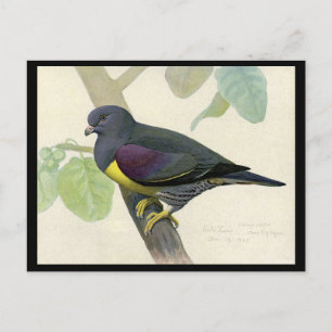 Postcard-Vintage Chicago Art-Abyssinian Birds 1 Postcard