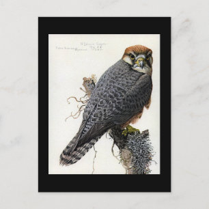 Postcard-Vintage Chicago Art-Abyssinian Birds 2 Postcard