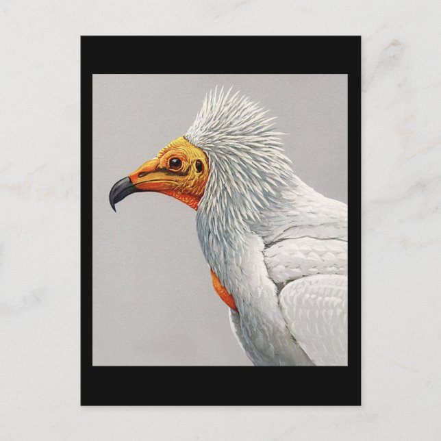 Postcard-Vintage Chicago Art-Abyssinian Birds 3 Postcard (Front)