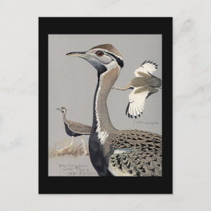 Postcard-Vintage Chicago Art-Abyssinian Birds 4 Postcard