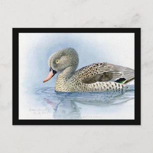 Postcard-Vintage Chicago Art-Abyssinian Birds 7 Postcard