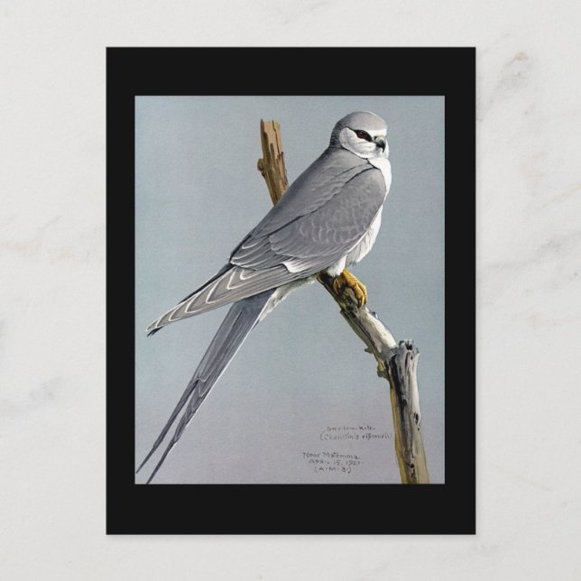 Postcard-Vintage Chicago Art-Abyssinian Birds 8 Postcard (Front)