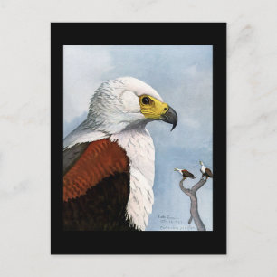 Postcard-Vintage Chicago Art-Abyssinian Birds 9 Postcard