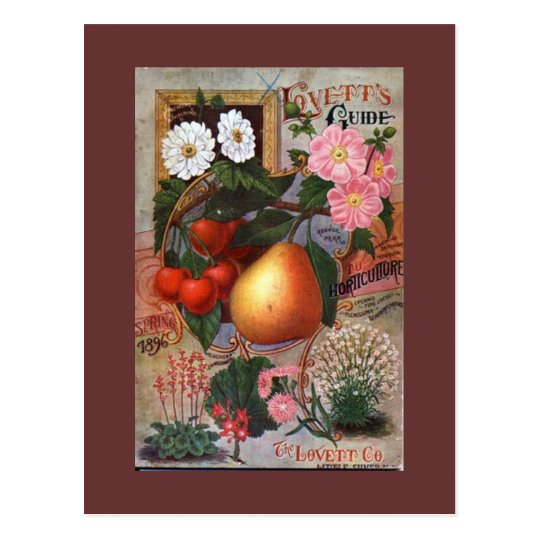 Postcard - Vintage Floral Fruit illustration