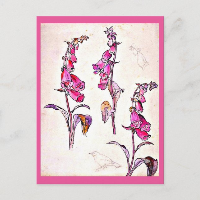 Postcard-Vintage Illustration-Beatrix Potter 13 Postcard (Front)