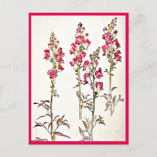 Postcard-Vintage Illustration-Beatrix Potter 7 Postcard (Front)