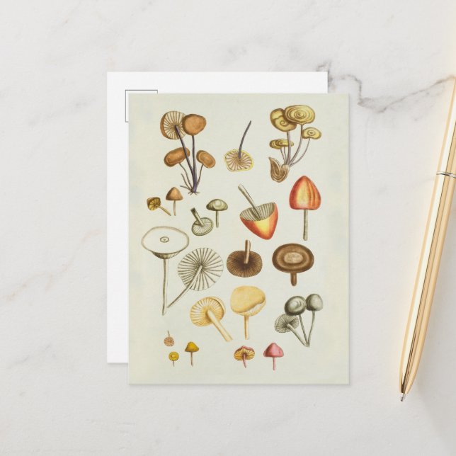 Postcard / Vintage illustration of mushrooms (Front/Back In Situ)