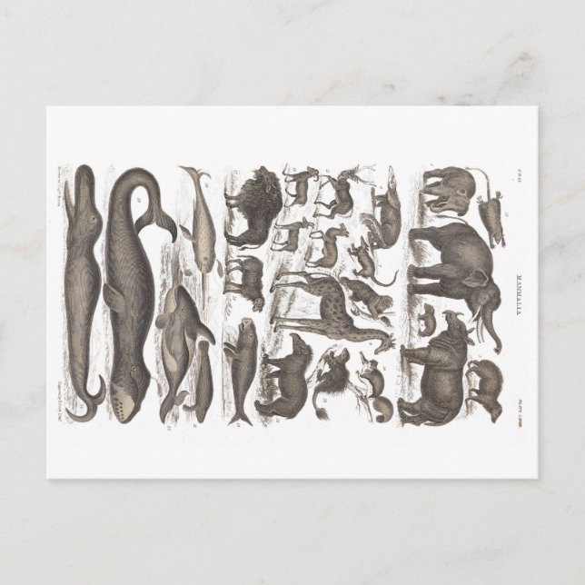Postcard vintage natural history Mammals (Front)