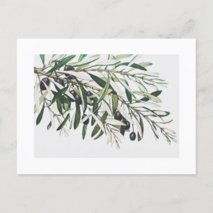 POSTCARD : VINTAGE OLIVE BRANCH