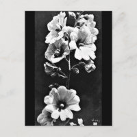 Postcard-Vintage Photography-Charles Aubry 23