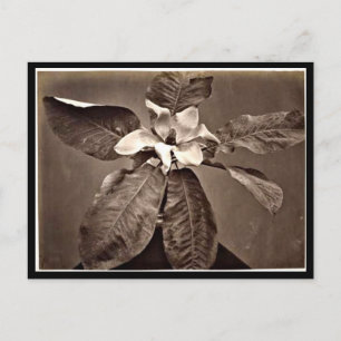 Postcard-Vintage Photography-Charles Aubry 24 Postcard