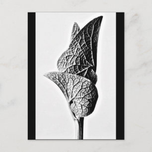 Postcard-Vintage Photography-Karl Blossfeldt 14 Postcard
