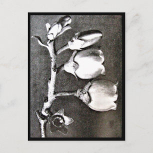 Postcard-Vintage Photography-Karl Blossfeldt 16 Postcard