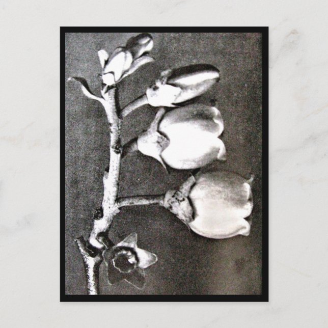 Postcard-Vintage Photography-Karl Blossfeldt 16 Postcard (Front)