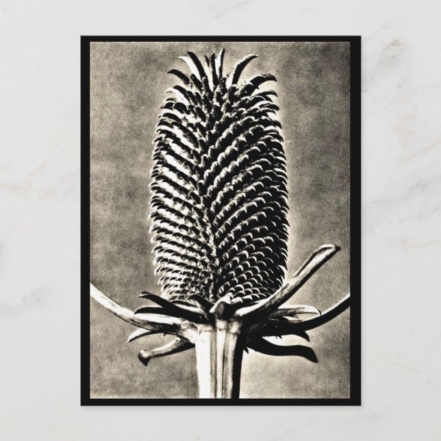 Postcard-Vintage Photography-Karl Blossfeldt 19 Postcard (Front)