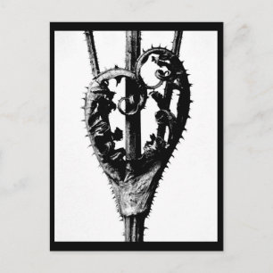 Postcard-Vintage Photography-Karl Blossfeldt 46 Postcard