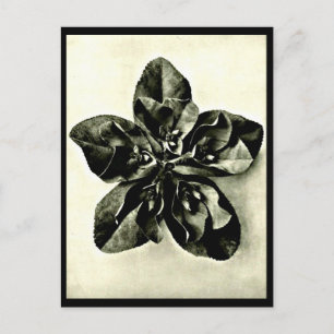 Postcard-Vintage Photography-Karl Blossfeldt 48 Postcard