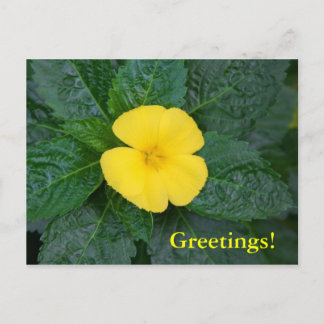 Postcard - West Indian Holly