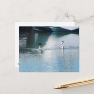 Postcard - Western Grebe in Harbour (hrz)