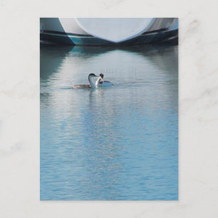 Postcard - Western Grebe in Harbour (vrt)