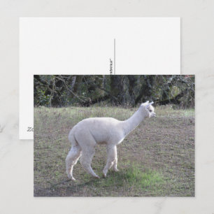 Postcard - White Alpaca in Sunlight