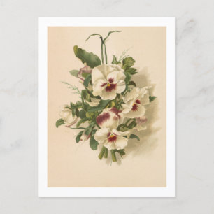 Postcard: White and Purple Pansies Postcard