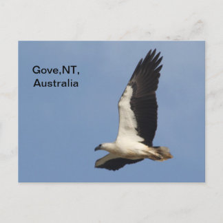 Postcard White Bellied Sea Eagle