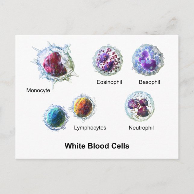Postcard White Blood Cells Leukocytes Diagram  (Front)