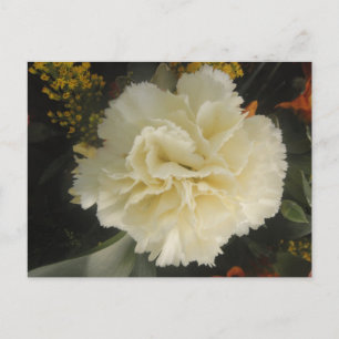 Postcard White Carnation Beauty
