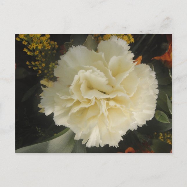 Postcard White Carnation Beauty (Front)