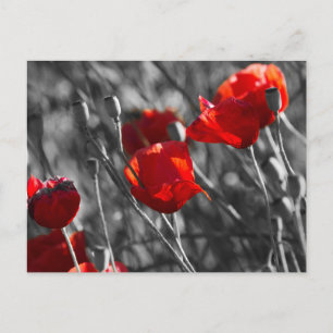 Postcard - Wild Red Poppies