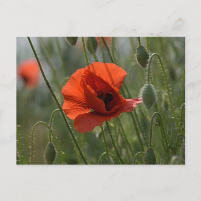 Postcard - Wild Red Poppy (Front)