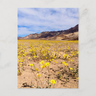 Postcard Wildflowers in Death Valley NP-V