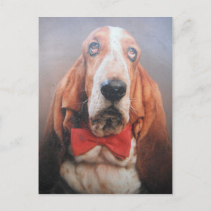 Postcard With Basset Hound In Bow Tie