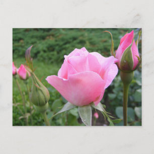 Postcard with beautiful pink roses