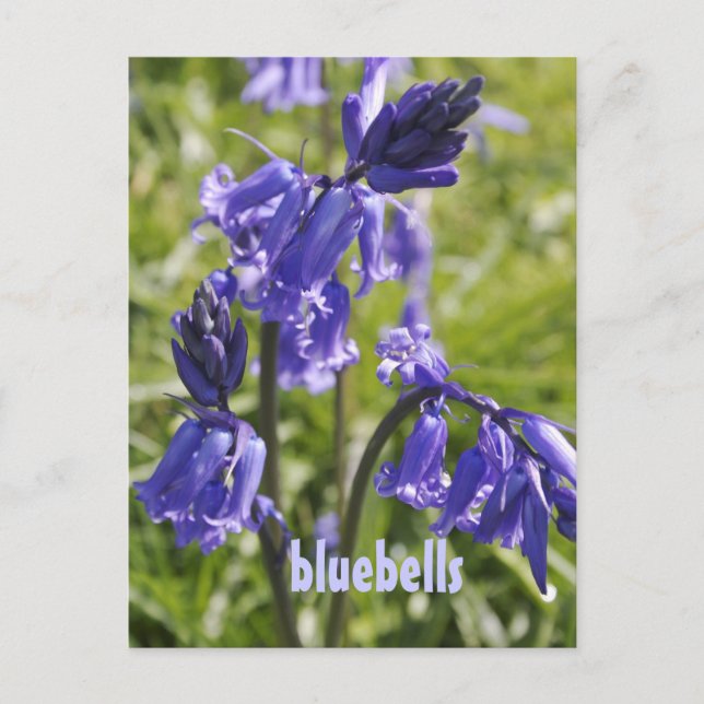 Postcard with bluebell flowers (Front)