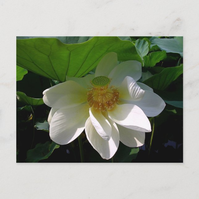 Postcard with delicate white Lotus Flower (Front)