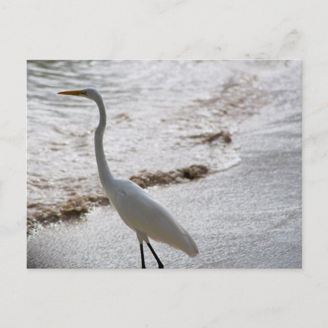 Postcard with egret in the water (Front)